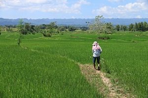 Rice Imports and Electoral Proximity: The Philippines and Indonesia Compared